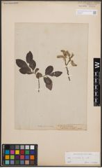 Foto von Salix cinerea L.